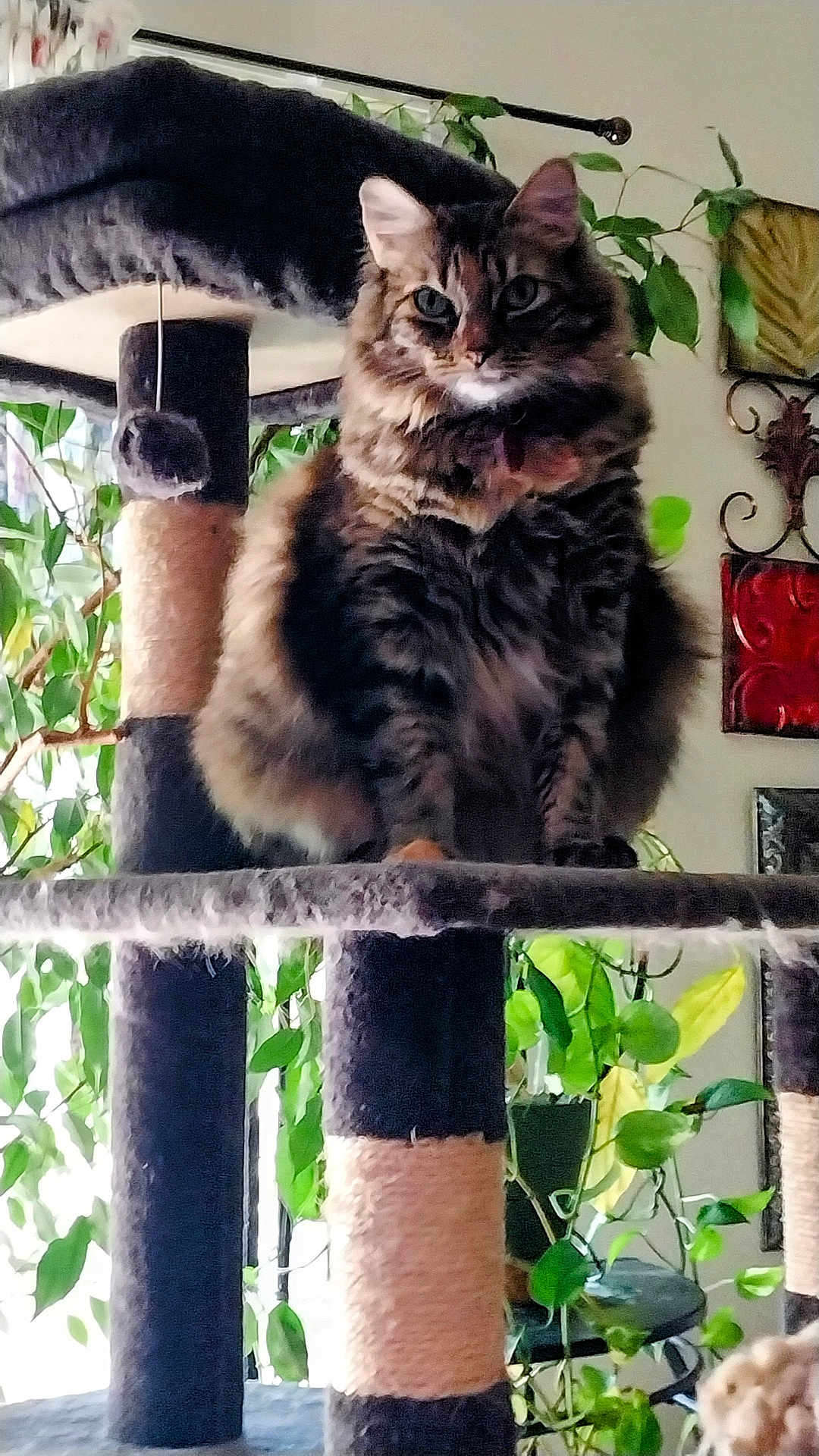 Millie is registered to the contest to win money with this photo: cat, tabby_cat, cat_tree, indoor, houseplants, greenery, furniture, pet, animal, fluffy, fur, perched, cozy, decor, window, light, plant_pot, scratching_post, domestic_cat, cute