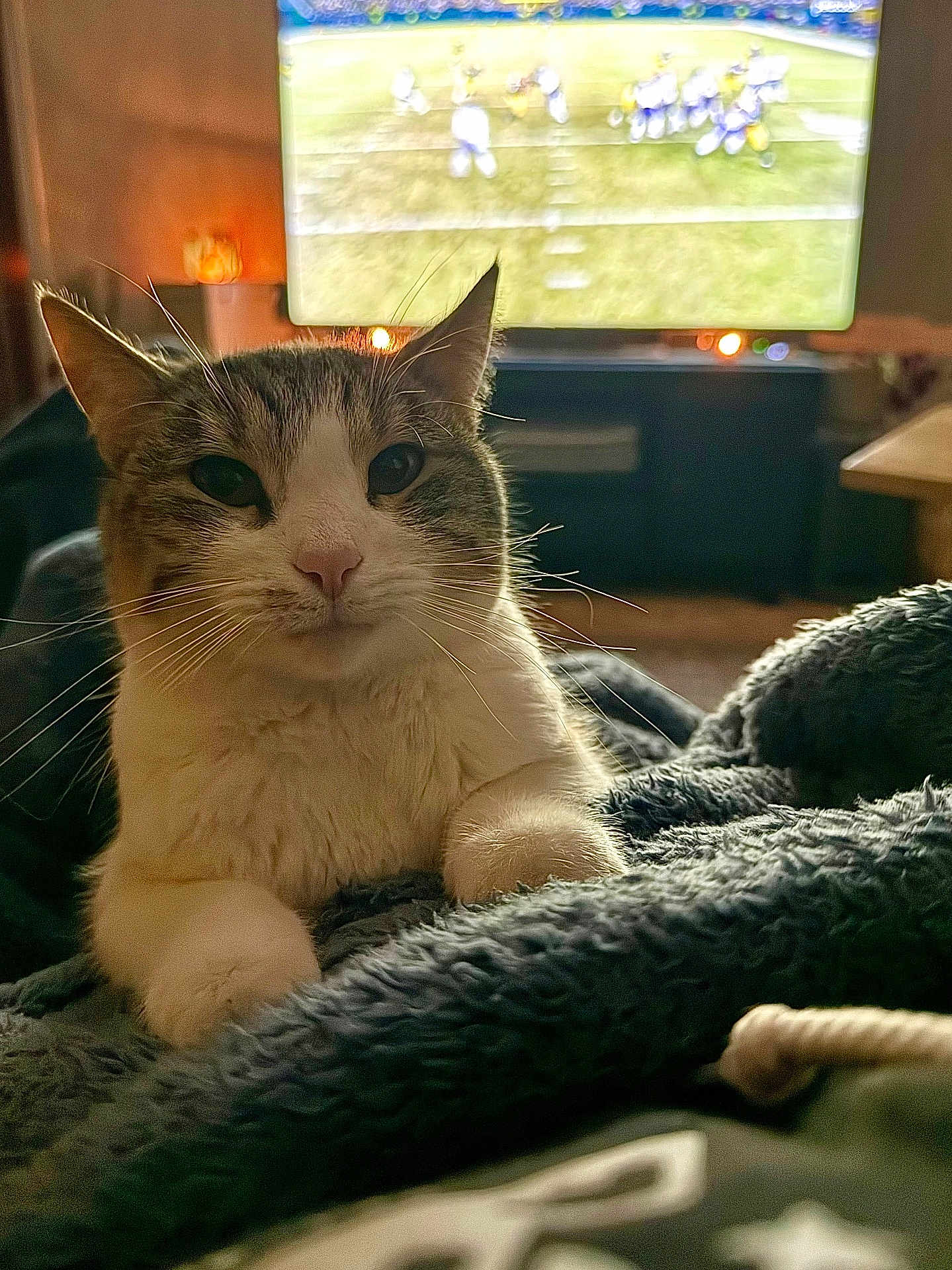 Cleo is registered to the contest to win money with this photo: cat, feline, pet, blanket, television, tv_screen, whiskers, paws, close_up, indoor, living_room, cozy, fur, portrait, ears, soft_texture, warm_light, sports_broadcast, couch, eye_contact