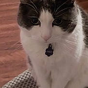 Fred is registered to the contest to win money with this photo: cat, pet, indoor, white, gray, fur, ears, whiskers, curious, sitting, closeup, animal, domestic, floor, collar, tag, paws, looking, cute, feline