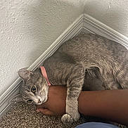 Sade joined the competition — help win amazing prizes! affection, animal, carpet, cat, claw, closeup, corner, curious_eyes, cute, domestic_cat, feline, gray_tabby, indoor, paw, person_arm, pet, pink_collar, resting, snuggling, wall