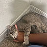 affection, animal, carpet, cat, claw, closeup, corner, curious_eyes, cute, domestic_cat, feline, gray_tabby, indoor, paw, person_arm, pet, pink_collar, resting, snuggling, wall