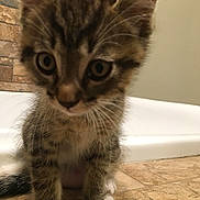 Tigger is registered to the contest to win money with this photo: kitten, cat, tabby, animal, pet, floor, tile, paws, white_paws, indoor, curious, fur, whiskers, close_up, young, cute, domestic_cat, mammal, small, brown