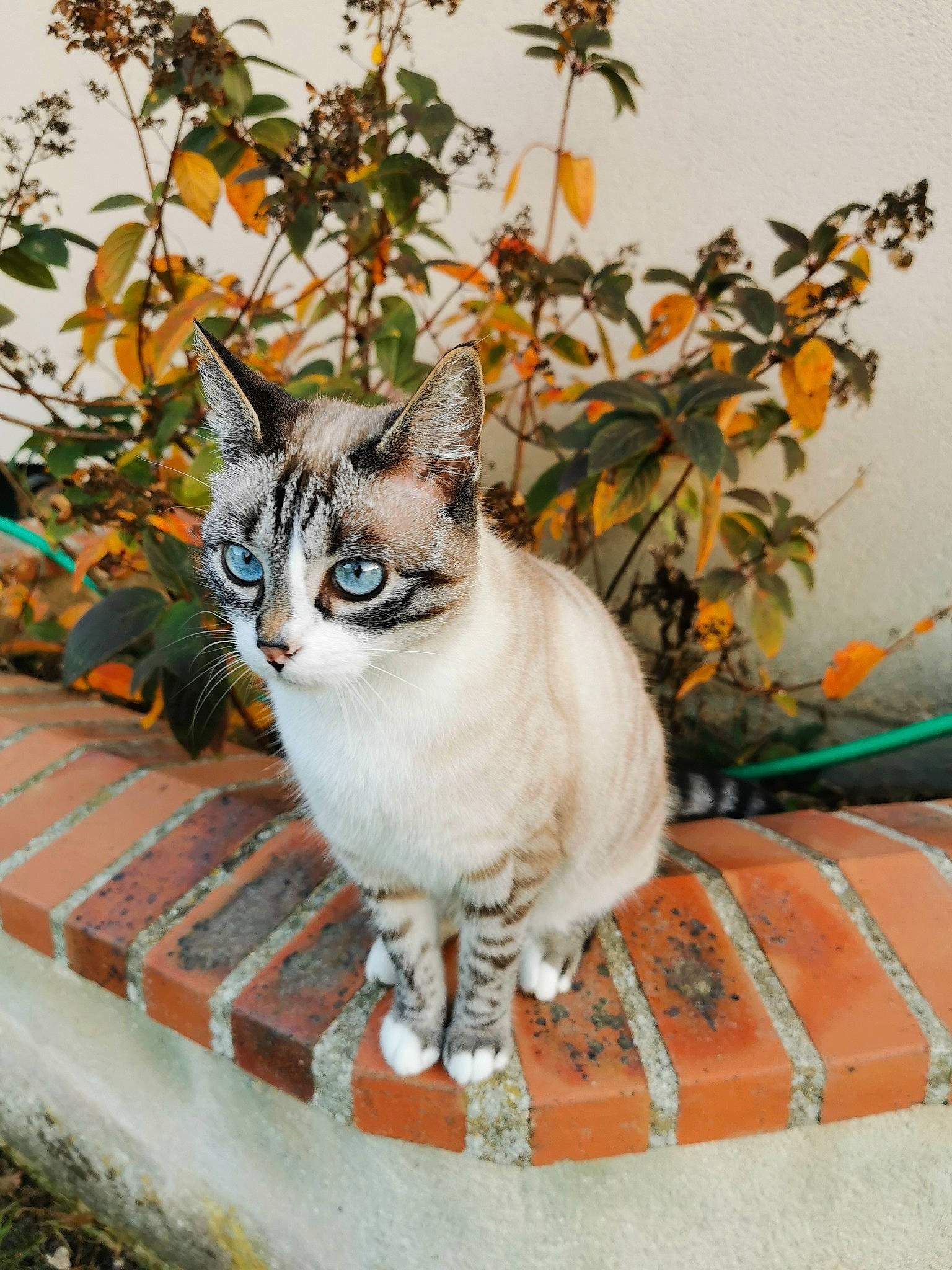 Bebou a rejoint le concours — aidez-le/la à gagner de superbes lots ! art, carnivore, cat, domestic_short_haired_cat, felidae, fur, grass, plant, road_surface, sitting, small_to_medium_sized_cats, snout, stairs, tail, tree, whiskers, wildlife