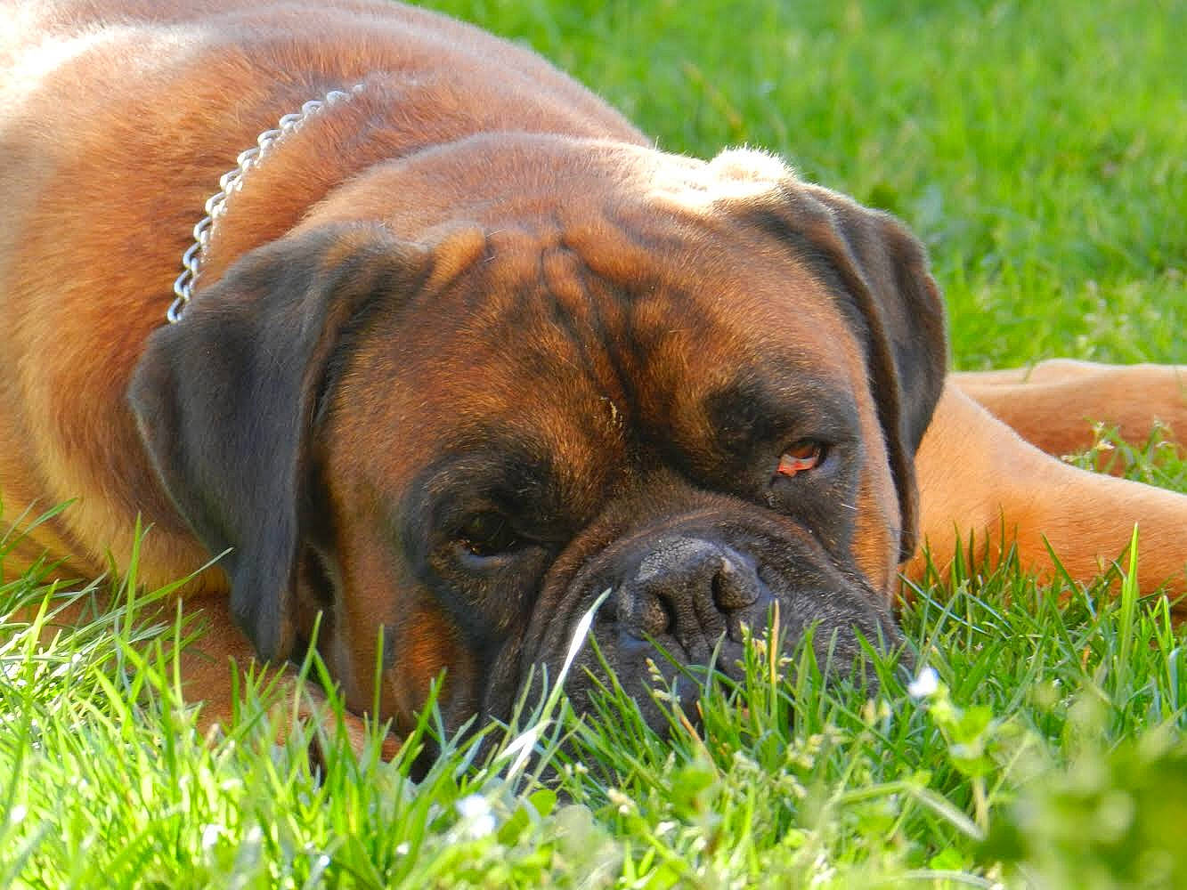 Farouk participe au concours pour gagner de l'argent avec cette photo : american_mastiff, ancient_dog_breeds, boerboel, boxer, bullmastiff, canidae, carnivore, companion_dog, dog, dog_breed, english_mastiff, fawn, grass, korean_mastiff, mammal, perro_de_presa_mallorquin, plant, snout, sporting_group, vertebrate