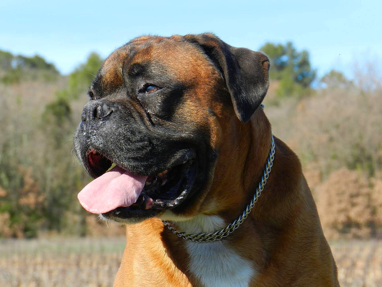 Farouk a rejoint le concours — aidez-le/la à gagner de superbes lots ! american_mastiff, boerboel, boxer, bulldog, bullmastiff, canidae, carnivore, dog, dog_breed, english_mastiff, fawn, mammal, molosser, old_english_bulldog, perro_de_presa_mallorquin, rare_breed_dog, renascence_bulldogge, snout, valley_bulldog, vertebrate