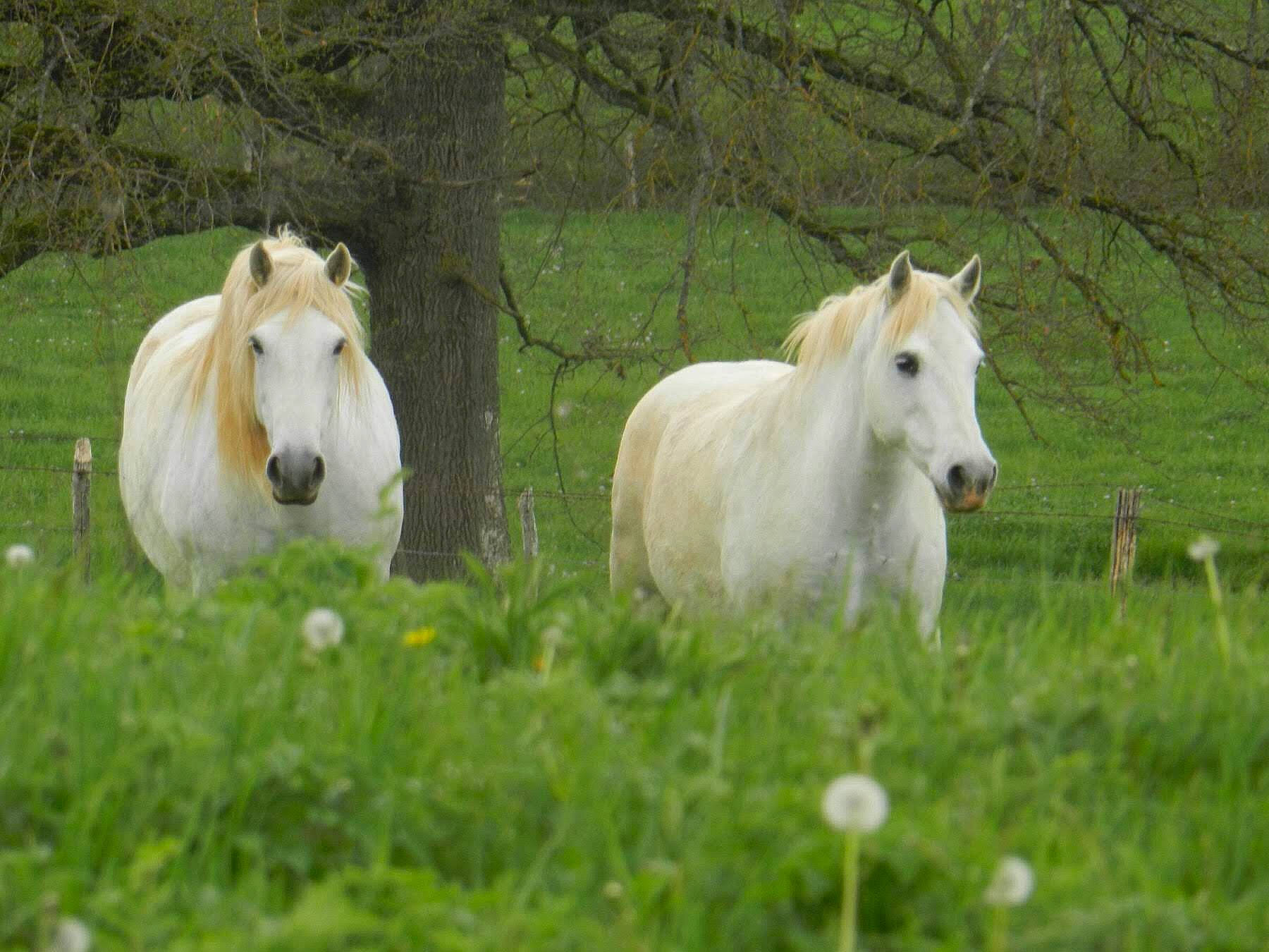 Amour a rejoint le concours — aidez-le/la à gagner de superbes lots ! colt, foal, grass, grassland, hair, herd, horse, livestock, mammal, mane, mare, meadow, mustang_horse, pasture, plant, pony, rural_area, stallion, vertebrate, wildlife