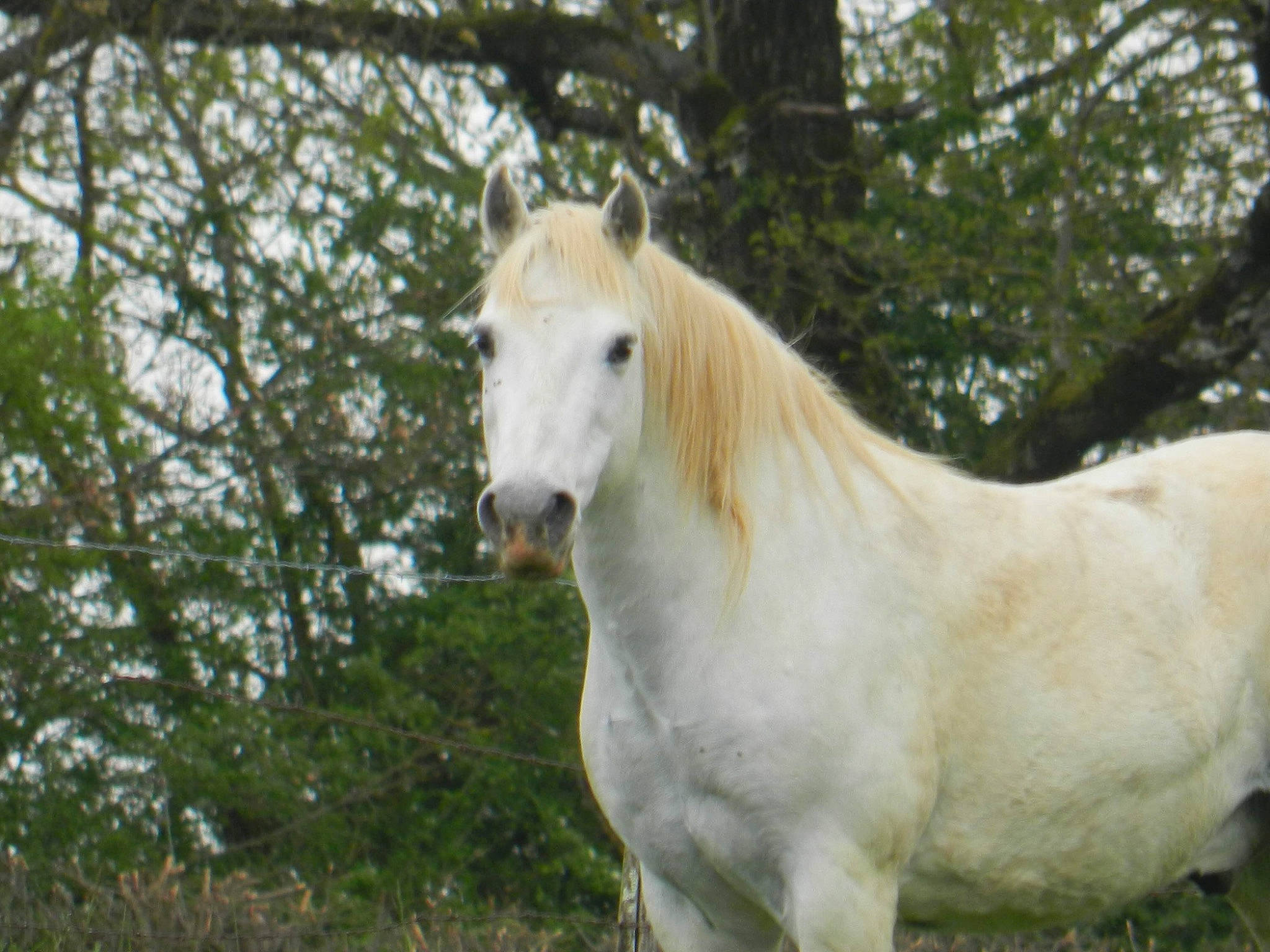Amour a rejoint le concours — aidez-le/la à gagner de superbes lots ! colt, foal, hair, horse, livestock, mammal, mane, mare, meadow, mustang_horse, pasture, pony, stallion, vertebrate