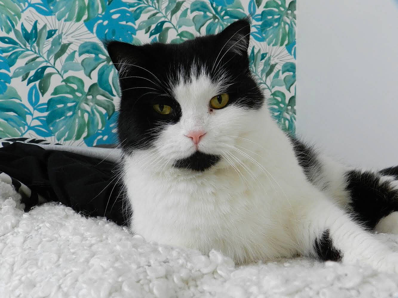 Flocon participe au concours pour gagner de l'argent avec cette photo : aegean_cat, american_wirehair, black_and_white, british_semi_longhair, carnivore, cat, domestic_long_haired_cat, domestic_short_haired_cat, european_shorthair, felidae, fur, japanese_bobtail, kitten, mammal, norwegian_forest_cat, polydactyl_cat, ragamuffin, small_to_medium_sized_cats, vertebrate, whiskers