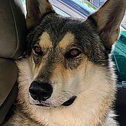 Malou a rejoint le concours — aidez-le/la à gagner de superbes lots ! animal, brown_eyes, calm, canine, car_interior, closeup, dog, domestic_animal, ears, face, fur, nature, nose, outdoor_background, pet, seat, sitting, transportation, vehicle, window