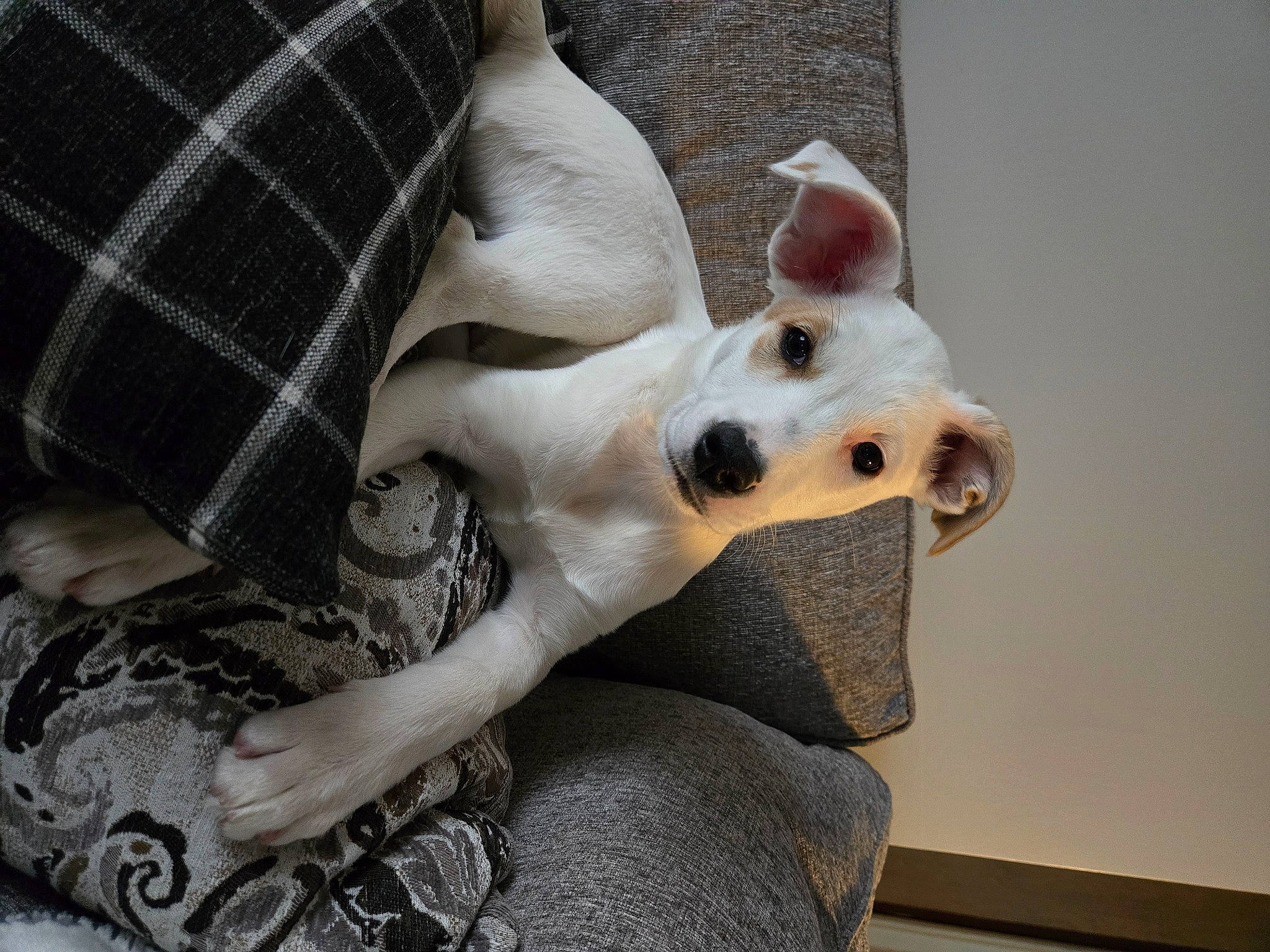 Madison is registered to the contest to win money with this photo: canidae, carnivore, comfort, companion_dog, dog, dog_breed, dog_supply, ear, fawn, fur, gesture, pattern, paw, plaid, sleeve, snout, tartan, toy_dog, whiskers, working_animal