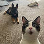 cat, dog, german_shepherd, pet, carpet, living_room, plush_toy, toy, photobomb, surprised_cat, lying_down, ears, tongue, furniture, couch, pet_bed, indoor, close_up, portrait, curious