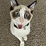 cat, kitten, blue_eyes, tongue_out, surprised, collar, bell, carpet, indoor, pet, domestic_cat, fur, ears, whiskers, close_up, portrait, looking_up, playful, sitting, paw