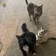 Akimitsu joined the competition — help win amazing prizes! bell, carpet, cat, collar, curious, fur, group, household, indoor, looking_up, paws, pet, playful, snow_point_kitten, tabby_cat, tail, three_cats, toy, tuxedo_cat, whiskers