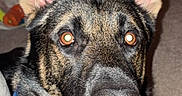 Elvis joined the competition — help win amazing prizes! attentive, bandana, big_ears, brown_eyes, carpet, close_up, collar, dog, flash_reflection, fur, german_shepherd, indoor, living_room, muzzle, nose, pet, portrait, toy, whiskers, window_blinds