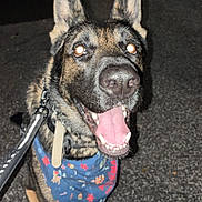 Elvis is registered to the contest to win money with this photo: bandana, close_up, collar, dog, ears, flash, german_shepherd, happy, leash, night, nose, outdoors, pavement, pet, portrait, reflective_eyes, smile, teeth, tongue, walk