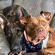 Elvis joined the competition — help win amazing prizes! dog, dogs, german_shepherd, pitbull, brown_dog, black_dog, bandana, sofa, couch, pet, pair, close_up, portrait, indoor, lying_down, ears, eyes, nose, fur, companion