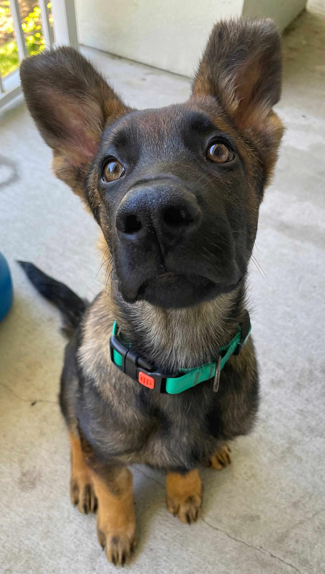 Elvis is registered to the contest to win money with this photo: dog, puppy, close_up, big_ears, nose, collar, sitting, paws, brown_eyes, whiskers, snout, curious, attentive, short_hair, mixed_coat, pet, canine, balcony, concrete_floor, green_collar