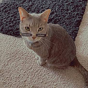 El Gato is registered to the contest to win money with this photo: animal, beige_carpet, carpet, cat, collar, cozy, curtain, eyes, feline, filter, indoor, looking_up, pet, portrait, rug, sitting, sunglasses, tabby_cat, textured_rug, whiskers