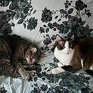 El Gato is registered to the contest to win money with this photo: cat, two_cats, sleeping_cat, alert_cat, floral_bedding, patterned_sheet, sofa_or_bed, indoor, pet, fur, whiskers, paws, brown_and_white_cat, grey_cat, close_up, relaxed, curled_up, wide_eyes, cozy, domestic_animal