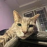 El Gato is registered to the contest to win money with this photo: blinds, cat, ceiling_fan, close_up, curious, domestic_cat, ears, fur, furniture, green_eyes, indoor, muzzle, nose, pet, portrait, relaxed, tabby, upholstery, whiskers, window