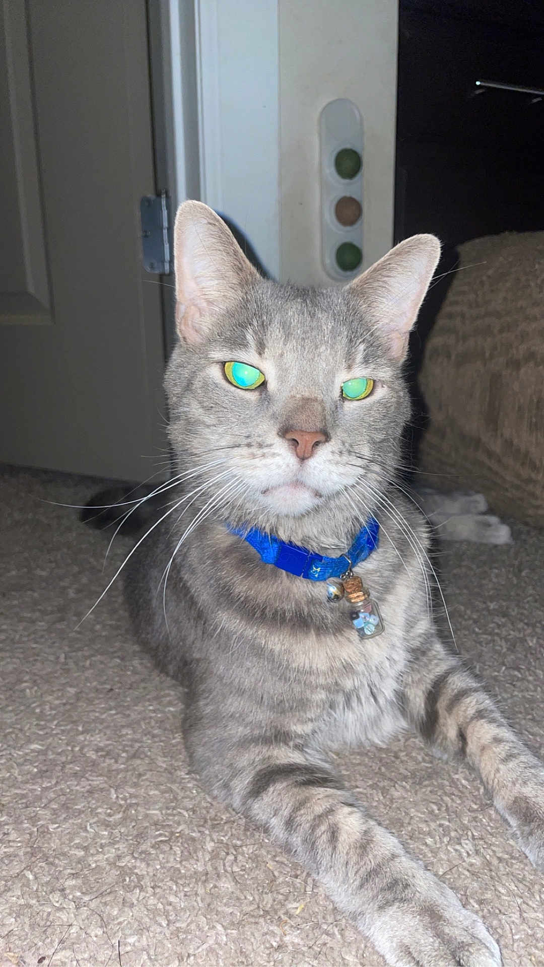 El Gato is registered to the contest to win money with this photo: cat, tabby_cat, gray_tabby, pet, collar, tag, whiskers, carpet, indoor, close_up, portrait, glowing_eyes, feline, paws, relaxed, fur, muzzle, ears, flash_lighting, home