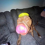 Teak joined the competition — help win amazing prizes! dog, canine, tongue, tongue_out, bowl, hat, couch, sofa, living_room, pet, indoor, close_up, flash, red_eye, playful, slobber, paw, snout, eyes, funny