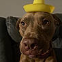 dog, pet, brown_dog, close_up, portrait, hat, yellow_hat, sombrero, canine, indoor, sofa, couch, whiskers, muzzle, nose, wide_eyes, fur, collar, funny_expression, living_room