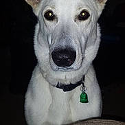 Bella is registered to the contest to win money with this photo: dog, white_dog, pet, animal, collar, tag, ears, face, close_up, indoor, couch, furniture, dark_background, watching, alert, canine, portrait, looking_at_camera, domestic_animal, companion