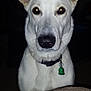 dog, white_dog, pet, animal, collar, tag, ears, face, close_up, indoor, couch, furniture, dark_background, watching, alert, canine, portrait, looking_at_camera, domestic_animal, companion