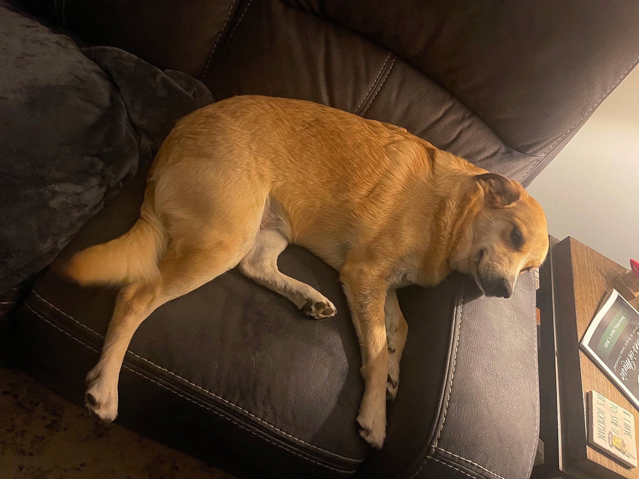 Chunky joined the competition — help win amazing prizes! canidae, carnivore, comfort, companion_dog, couch, dog, dog_breed, dog_supply, fawn, flooring, fur, liver, non_sporting_group, puppy, sporting_group, tail, terrestrial_animal, toy_dog, working_animal