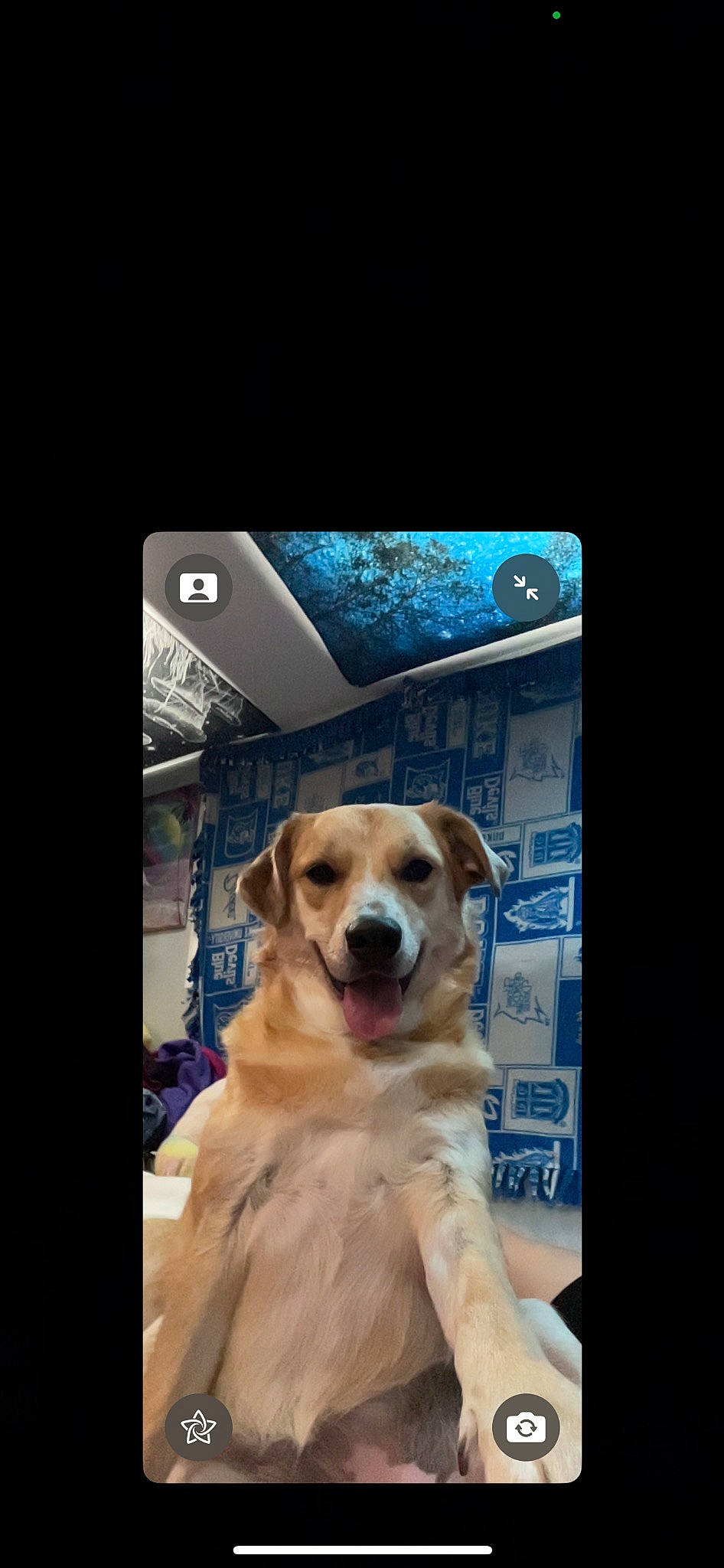 Chunky is registered to the contest to win money with this photo: automotive_exterior, automotive_mirror, carnivore, communication_device, companion_dog, display_device, dog, dog_breed, electronic_device, fawn, flat_panel_display, fur, gadget, gun_dog, led_backlit_lcd_display, multimedia, portable_communications_device, rear_view_mirror, snout, sporting_group