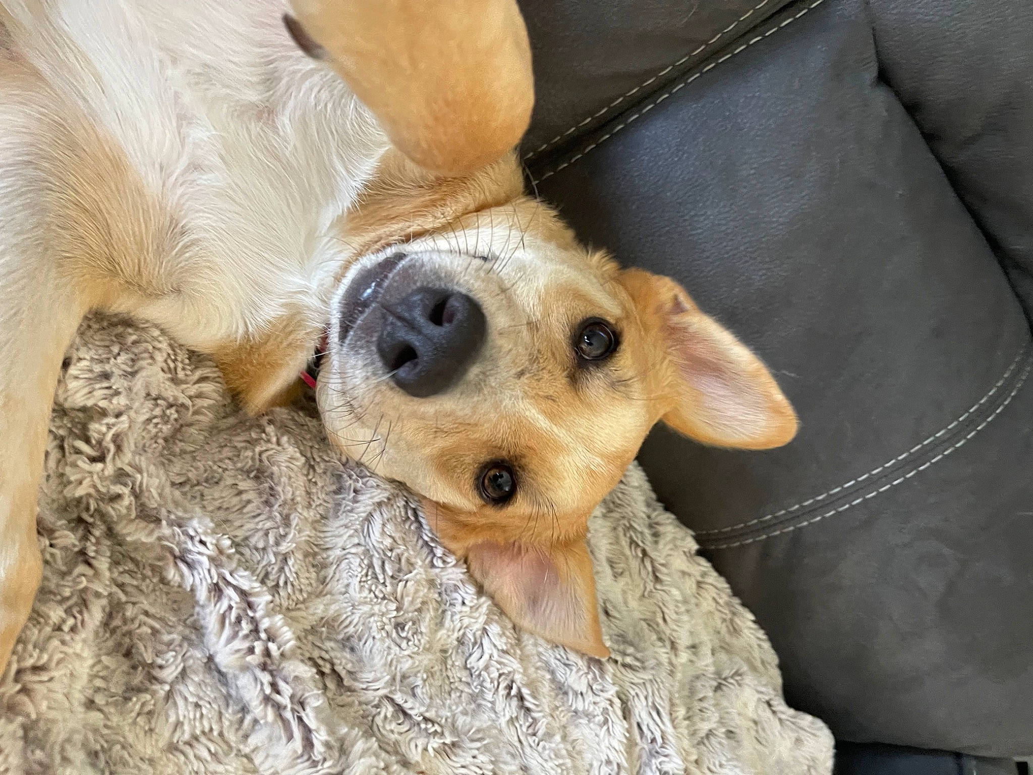 Chunky is registered to the contest to win money with this photo: canidae, carnivore, collar, comfort, companion_dog, dog, dog_breed, dog_collar, dog_supply, ear, fur, labrador_retriever, non_sporting_group, paw, puppy, sporting_group, terrestrial_animal, whiskers, working_animal