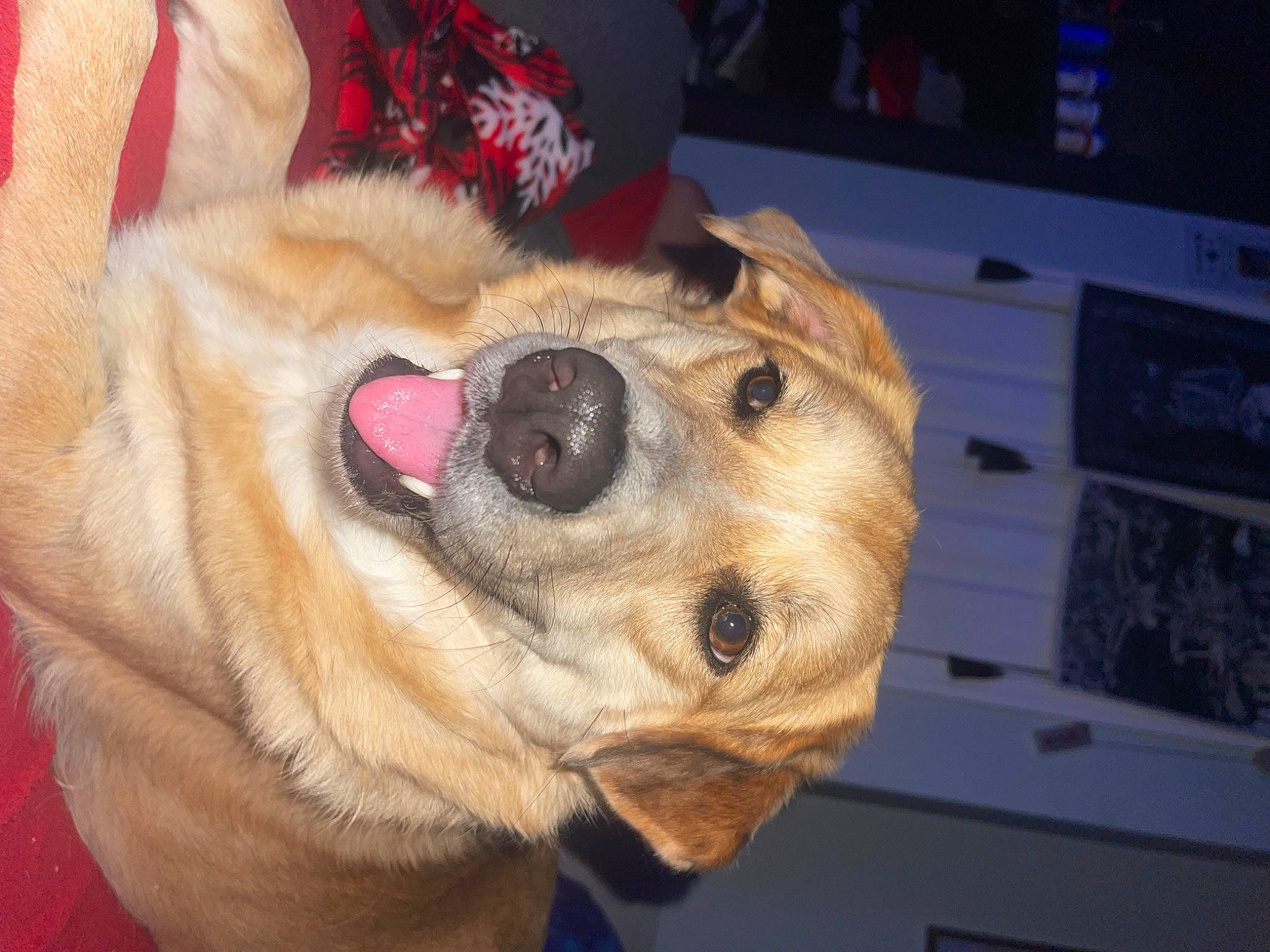 Chunky is registered to the contest to win money with this photo: canidae, carnivore, collar, companion_dog, dog, dog_breed, dog_collar, ear, eye, fawn, fur, head, jaw, paw, selfie, smile, snout, sporting_group, whiskers, working_animal