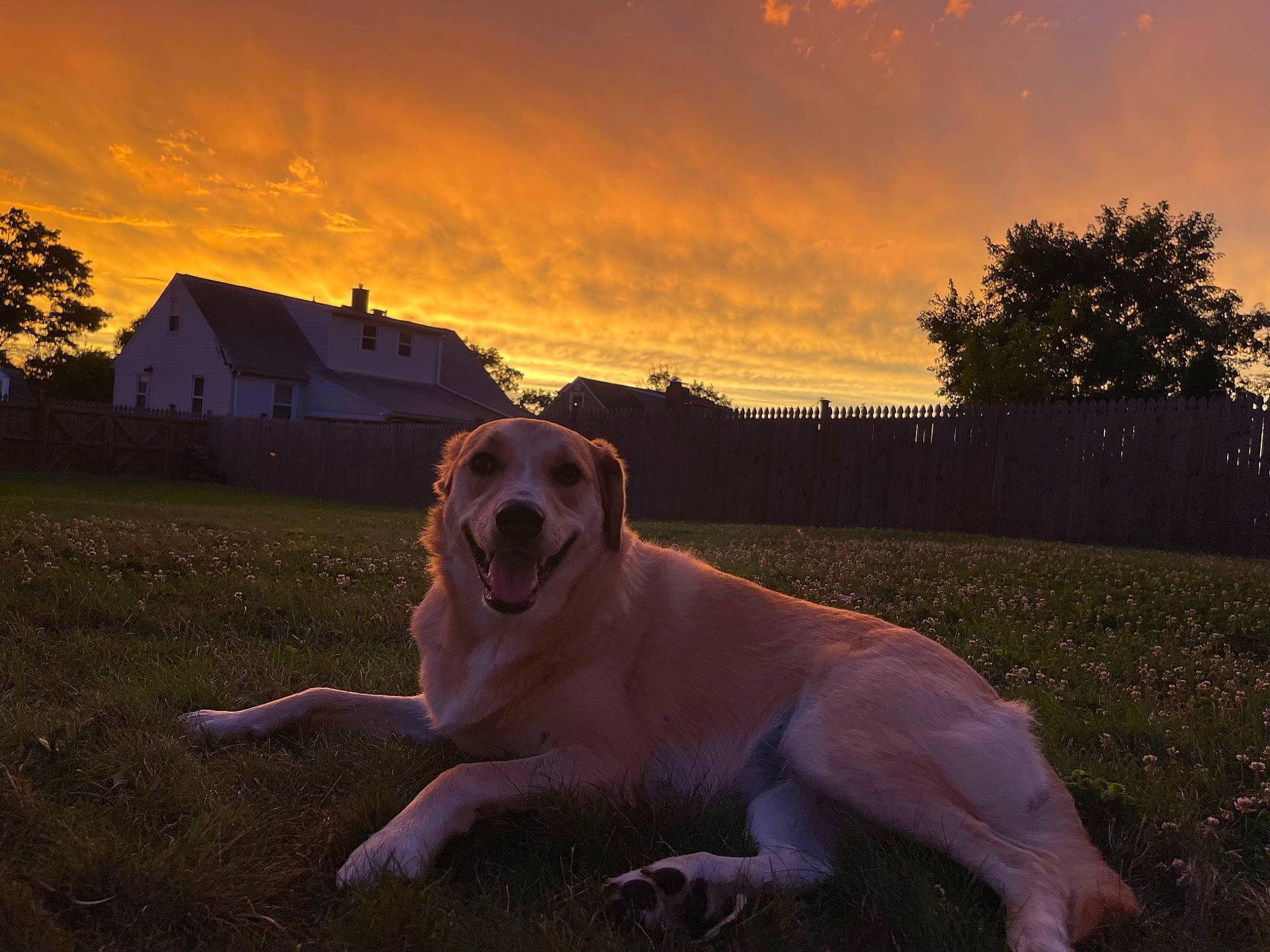 Chunky joined the competition — help win amazing prizes! afterglow, atmosphere, carnivore, cloud, companion_dog, dog, dog_breed, dusk, fawn, grass, happy, morning, plant, sky, sunlight, sunrise, sunset, tints_and_shades, tree, window