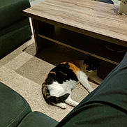 Minette a rejoint le concours — aidez-le/la à gagner de superbes lots ! calico_cat, cat, pet, animal, lying_down, relaxed, indoor, living_room, coffee_table, sofa, carpet, furniture, home, plant, potted_plant, black_and_white, orange_patches, resting, cozy, domestic_animal