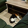 calico_cat, cat, pet, animal, lying_down, relaxed, indoor, living_room, coffee_table, sofa, carpet, furniture, home, plant, potted_plant, black_and_white, orange_patches, resting, cozy, domestic_animal