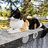 Minette a rejoint le concours — aidez-le/la à gagner de superbes lots ! cat, calico_cat, animal, pet, feline, outdoor, garden, pine_tree, concrete_wall, lying_down, sitting, fluffy_tail, whiskers, green_eyes, black_white_orange, fur, portrait, daylight, residential, nature