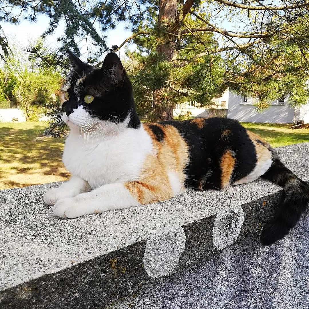 Minette