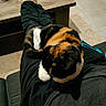 Minette a rejoint le concours — aidez-le/la à gagner de superbes lots ! cat, calico_cat, pet, feline, sleeping, cuddling, lap, indoor, home, living_room, coffee_table, person, legs, black_clothing, white_socks, carpet, tile_floor, furniture, relaxed, close_up