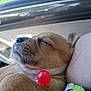 puppy, dog, sleeping, close_up, lollipop, cute, fur, pet, animal, resting, soft_focus, indoor, car_interior, red, toy, young, snout, whiskers, peaceful, cozy