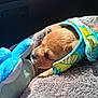 Winston Youngker joined the competition — help win amazing prizes! puppy, dog, blanket, plush_toy, soft, cute, snuggling, sleepy, colorful, fabric, fur, toy, animal, pet, cozy, resting, indoor, closeup, adorable, young