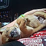Winston Youngker is registered to the contest to win money with this photo: puppy, dog, sleeping, hand, arm, car_interior, dashboard, clothing, red_shirt, person, relaxing, cute, fur, paw, nail, closeup, indoor, rest, animal, pet