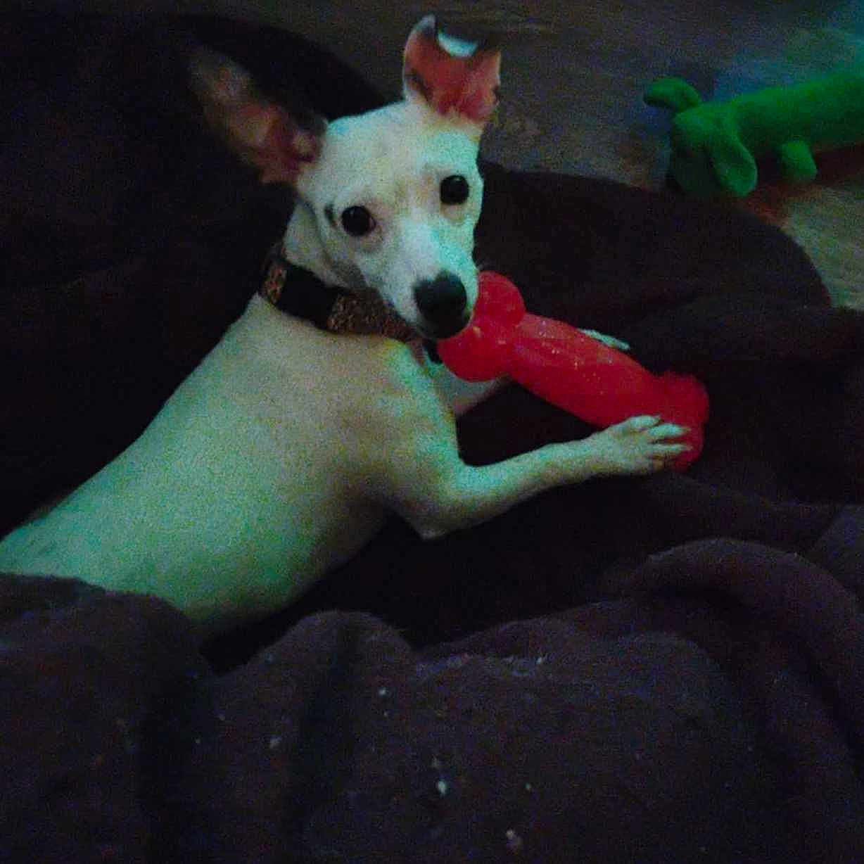 Abigail is registered to the contest to win money with this photo: animal, ball, blanket, bostonbull, bulldog, canine, chihuahua, dog, face, head, hound, person, pet, puppy, sport, tennis, tennisball, terrier, toy, whitedog