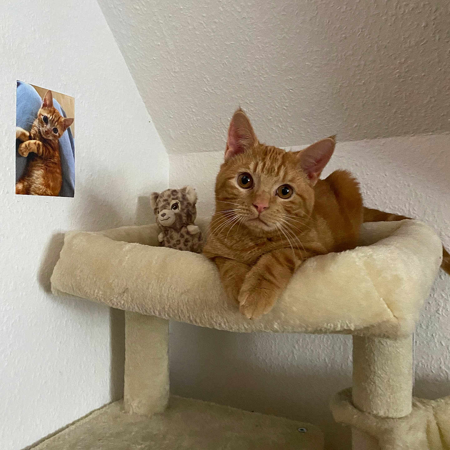 Oslo a rejoint le concours — aidez-le/la à gagner de superbes lots ! cat, orange_tabby, cat_tree, stuffed_toy, indoor, wall, photo, pet, fur, animal, relaxed, cozy, corner, sitting, feline, portrait, cute, domestic_cat, whiskers, ears