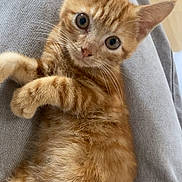 Oslo a rejoint le concours — aidez-le/la à gagner de superbes lots ! kitten, cat, orange_tabby, pet, animal, fur, whiskers, ears, eyes, lap, human, clothing, grey_pants, indoor, floor, wooden_floor, cute, curious, young, small