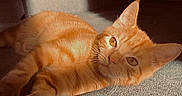 Oslo a rejoint le concours — aidez-le/la à gagner de superbes lots ! animal, carpet, cat, comfortable, couch, cozy, cute, eyes, feline, fur, home, indoor, laying_down, mammal, orange_tabby, pet, relaxed, resting, shadow, sunlight
