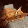 Oslo a rejoint le concours — aidez-le/la à gagner de superbes lots ! cat, orange_tabby, sunlight, carpet, indoor, relaxed, pet, feline, resting, cozy, fur, eyes, shadow, couch, home, animal, mammal, cute, laying_down, comfortable