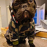 Theo is registered to the contest to win money with this photo: dog, french_bulldog, hoodie, camouflage, pet_clothing, indoor, countertop, kitchen, animal, pet, black_dog, close_up, sitting, cute, portrait, canine, fur, paw, expression, domestic_animal