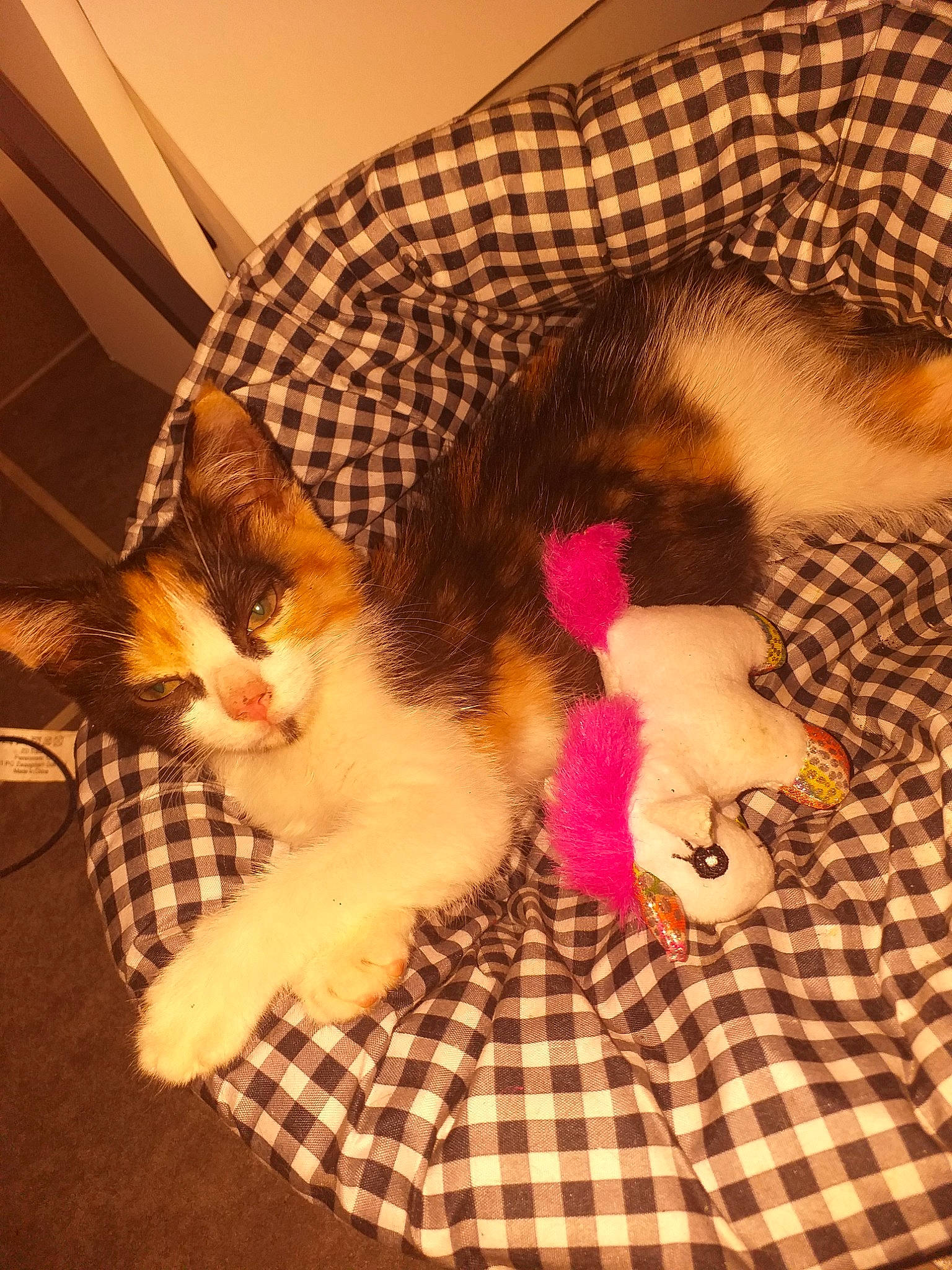 Nala participe au concours pour gagner de l'argent avec cette photo : american_shorthair, carnivore, cat, design, european_shorthair, fawn, felidae, fur, kitten, pattern, small_to_medium_sized_cats, tail, whiskers