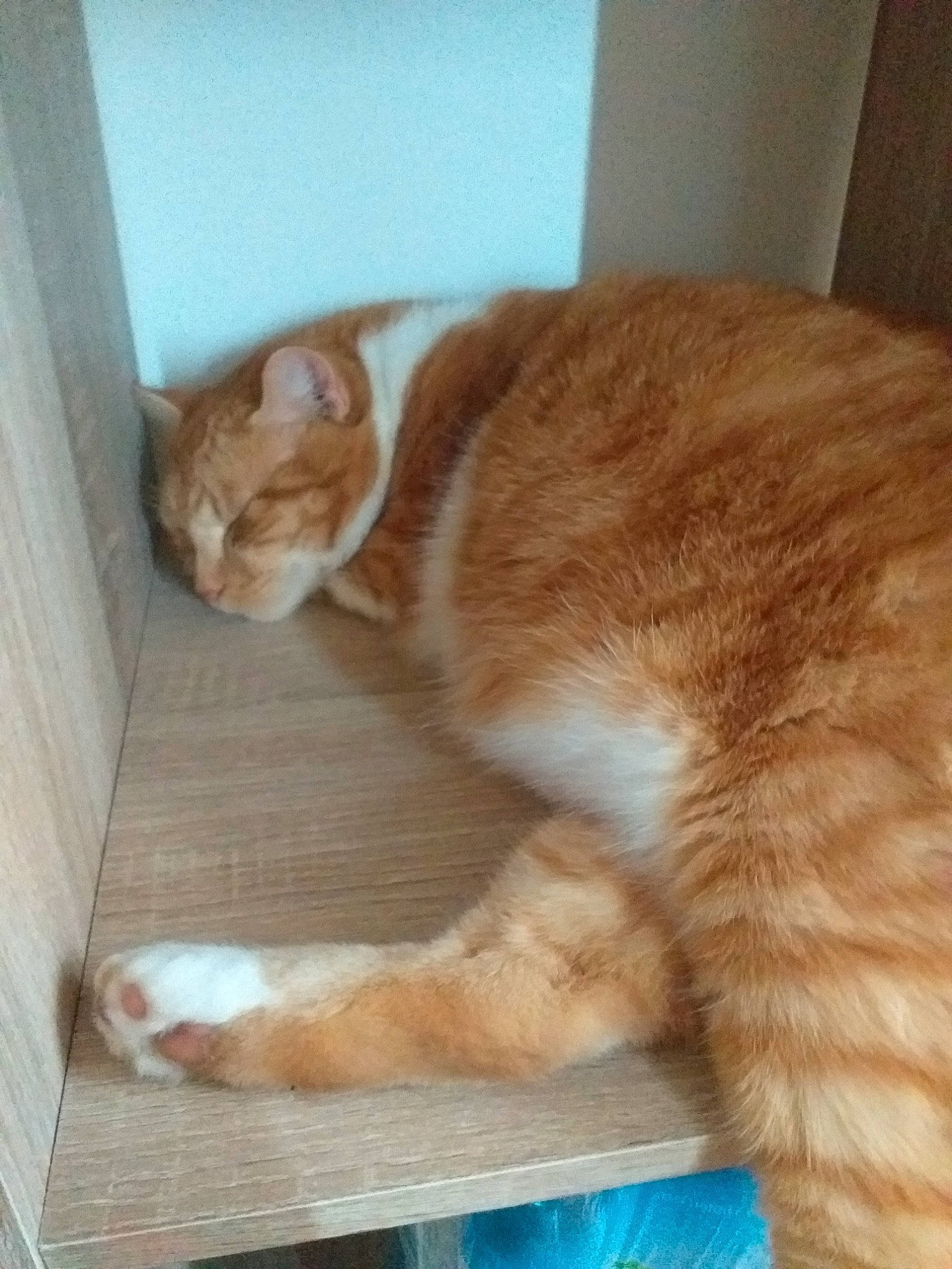 Lardon participe au concours pour gagner de l'argent avec cette photo : carnivore, cat, ear, european_shorthair, fawn, felidae, fur, kitten, paw, polydactyl_cat, small_to_medium_sized_cats, tabby_cat, tail, whiskers